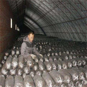 75-kg-popular-fungus-bag-crusher-machine